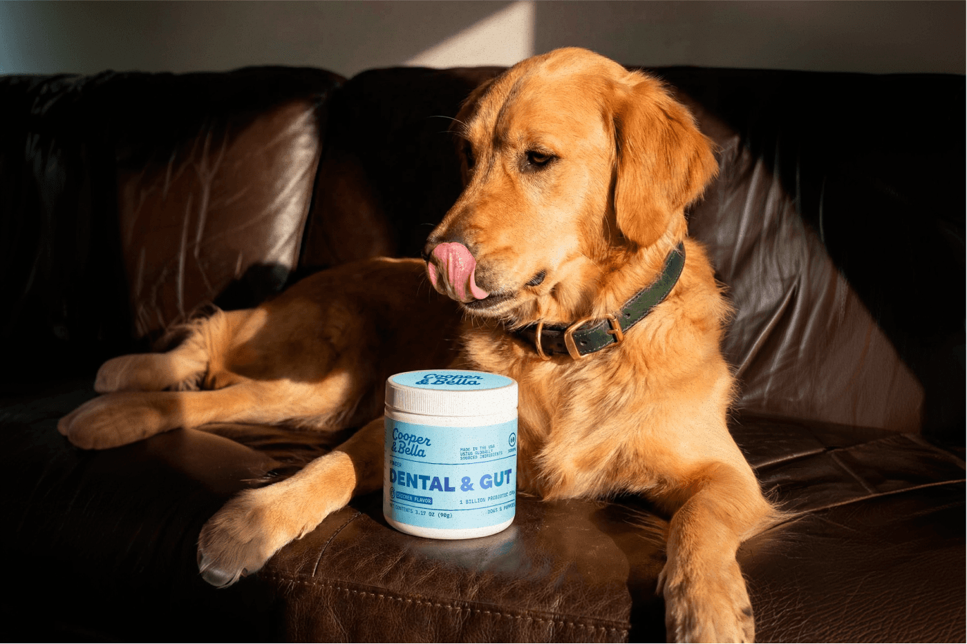 Cooper and Bella Dental and Gut jar styled beside a golden retriever in warm light