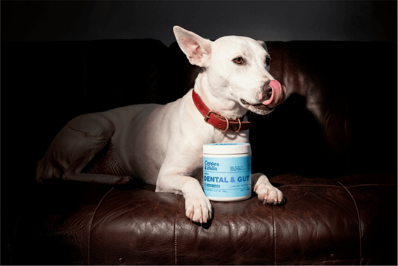 White dog with a red collar resting beside the Cooper & Bella jar in moody directional light