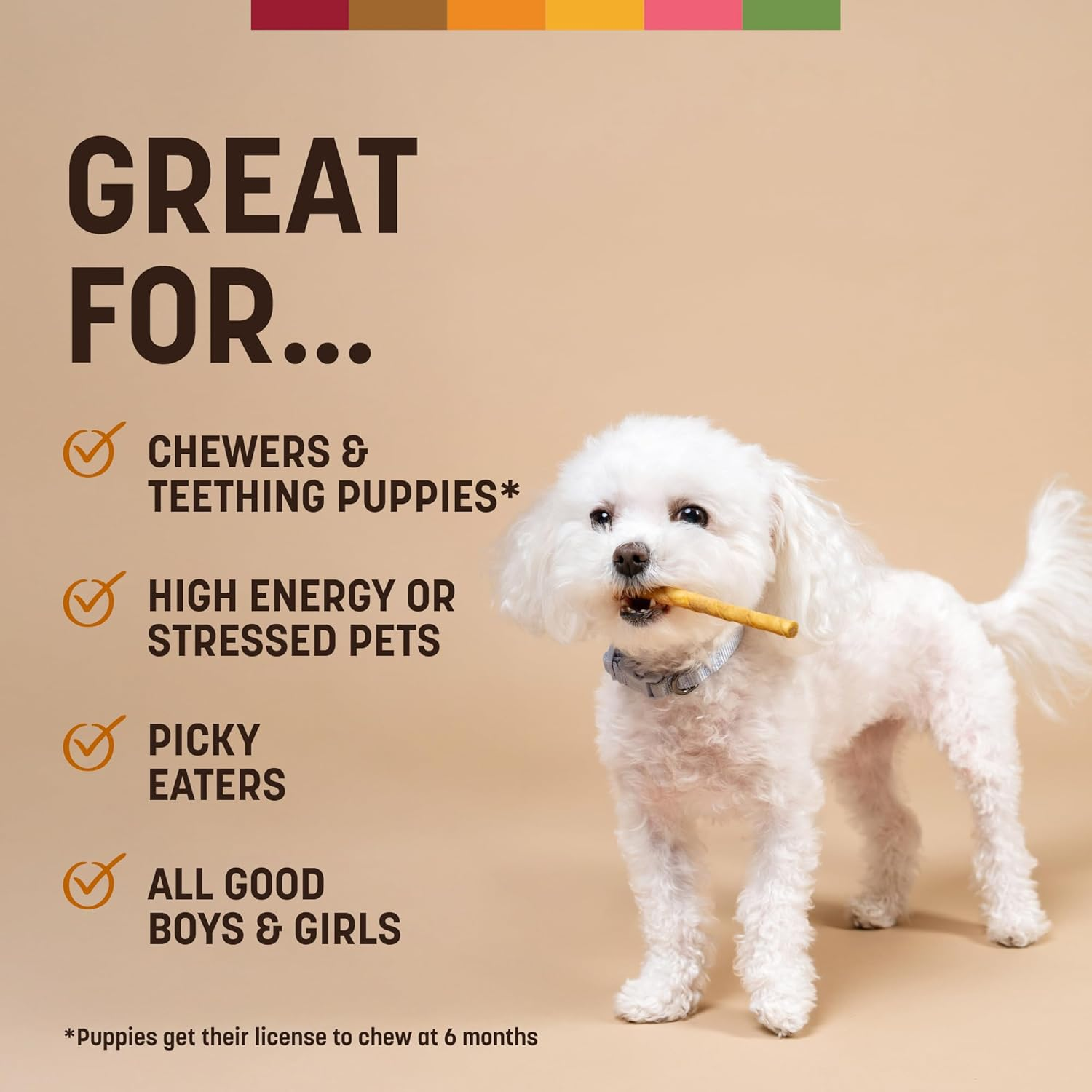 Earth Animal No-Hide 'Great For...' use-case module with a Bichon