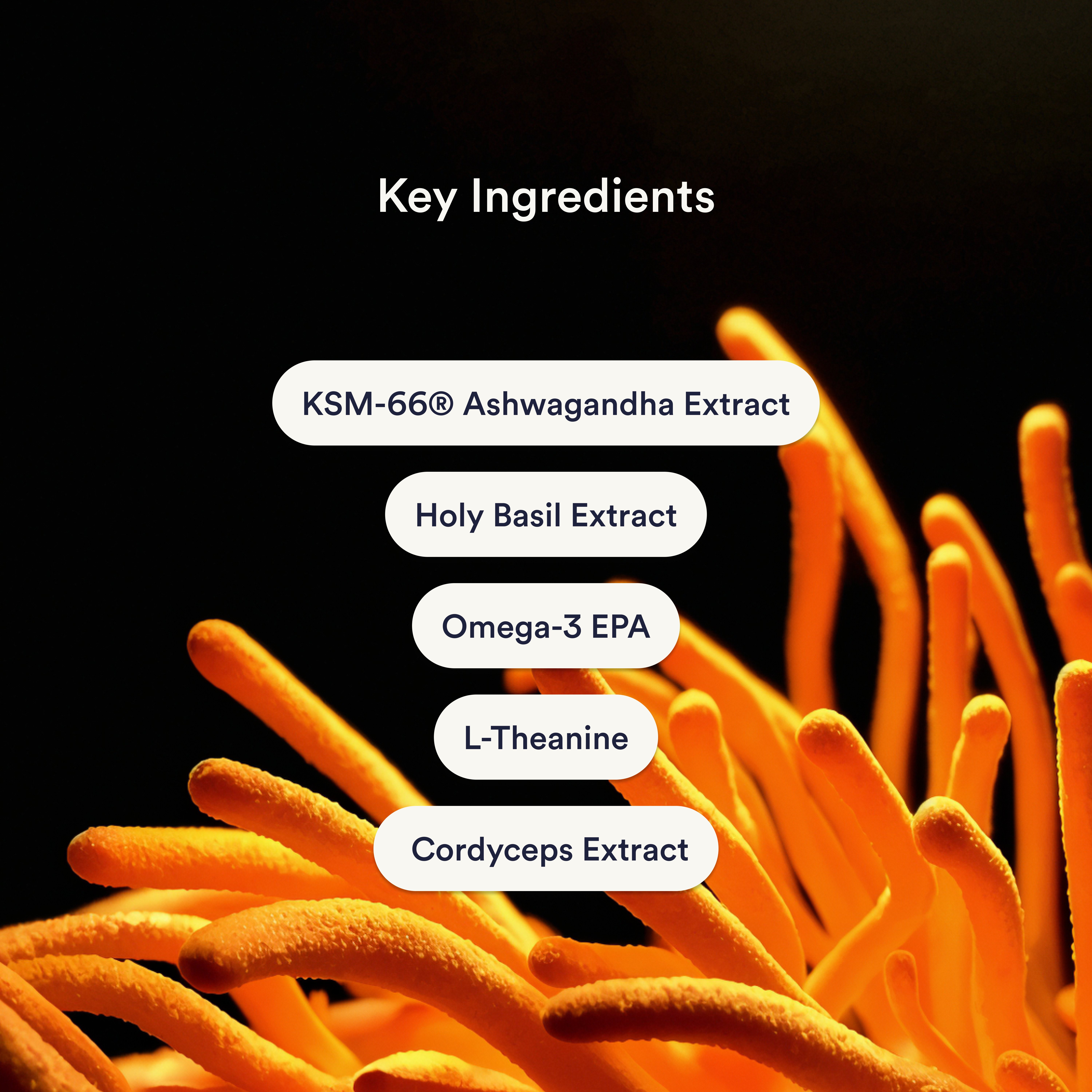 Stress Down key ingredients frame listing KSM-66 Ashwagandha, Holy Basil, Omega-3 EPA, L-Theanine and Cordyceps on a black and orange backdrop