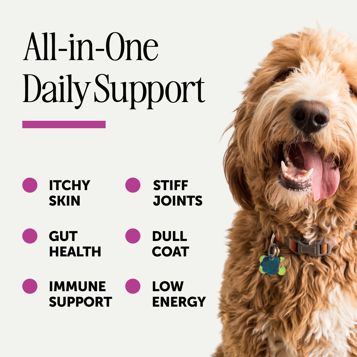 Pet Honesty all-in-one benefit frame