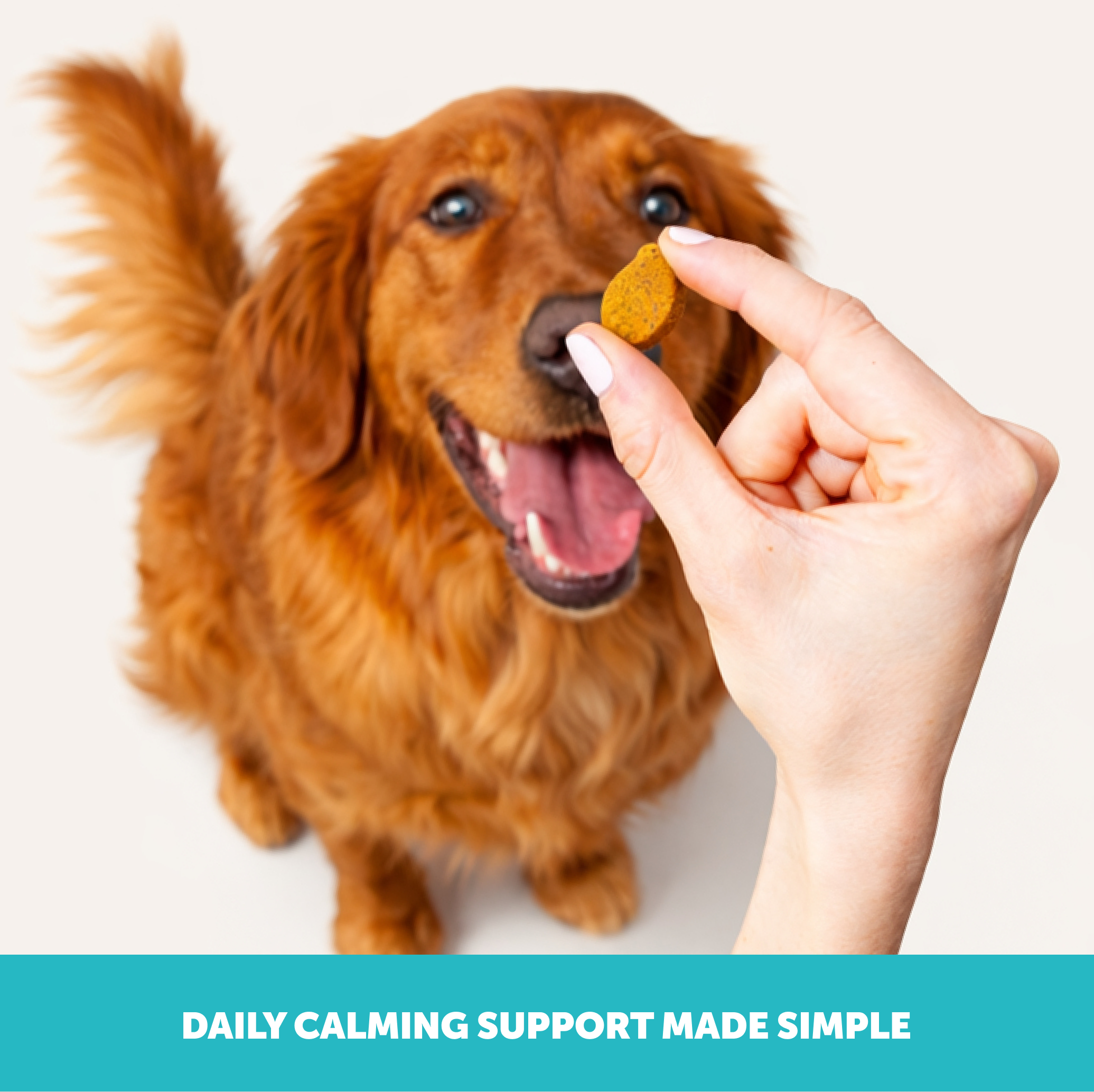 Pet Honesty Calming usage guide frame